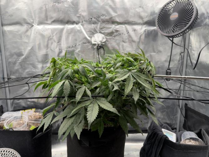Sundae Thumper. Week 6