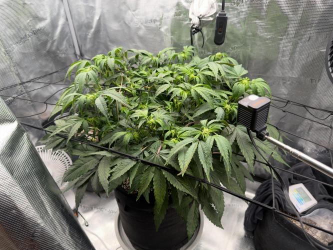 Sundae Thumper. Week 6