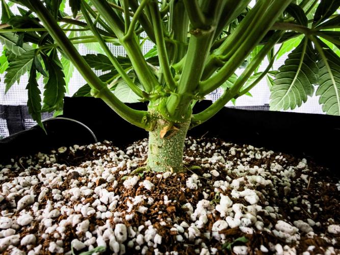 Sundae Thumper. Week 6