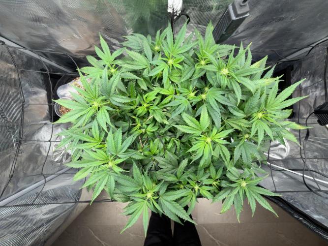 Sundae Thumper. Week 6