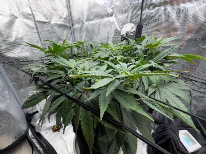 Sundae Thumper. Week 6