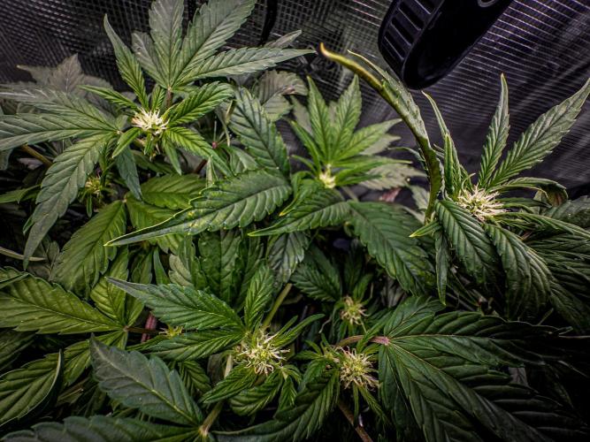 Sundae Thumper. Week 6