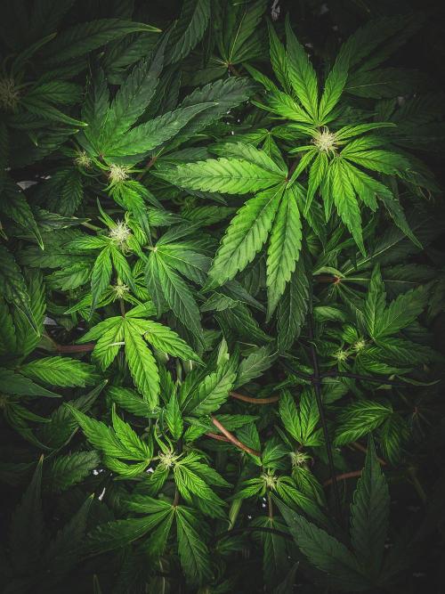 Sundae Thumper. Week 6
