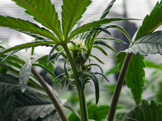 Sundae Thumper. Week 6