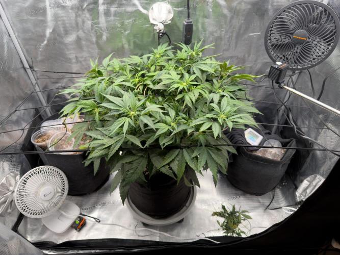 Sundae Thumper. Week 6