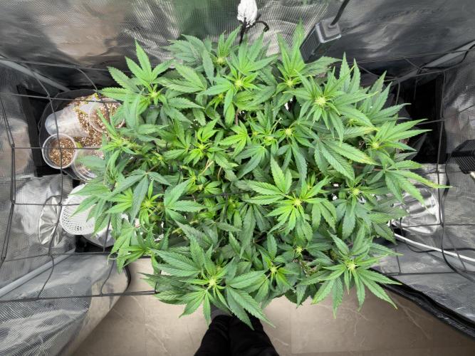 Sundae Thumper. Week 6