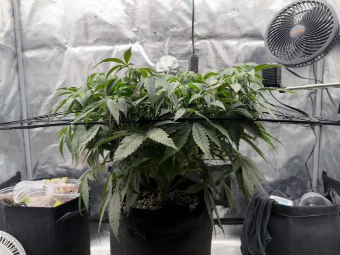 Sundae Thumper. Week 6