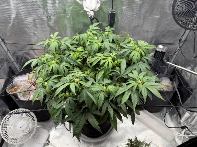 Sundae Thumper. Week 6