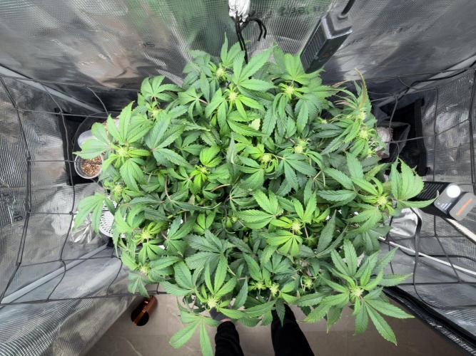 Sundae Thumper. Week 6