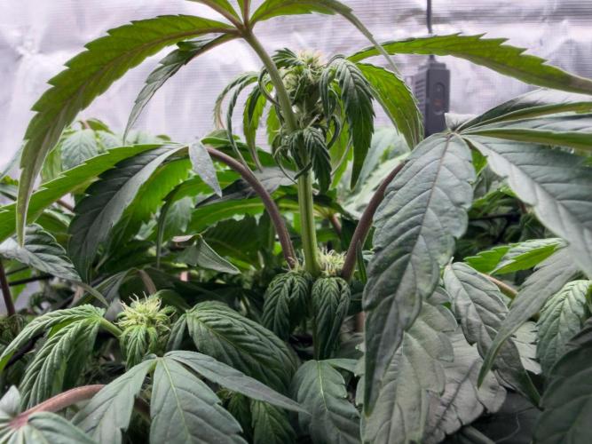 Sundae Thumper. Week 6