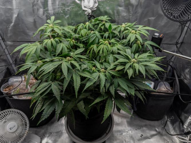 Sundae Thumper. Week 7
