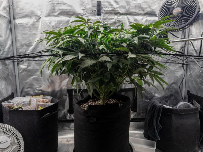 Sundae Thumper. Week 7