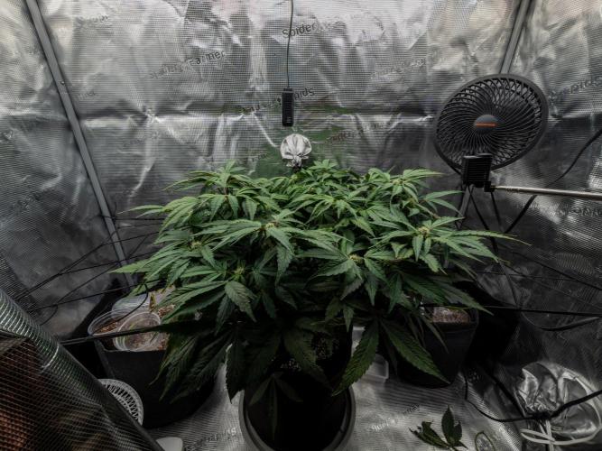 Sundae Thumper. Week 7