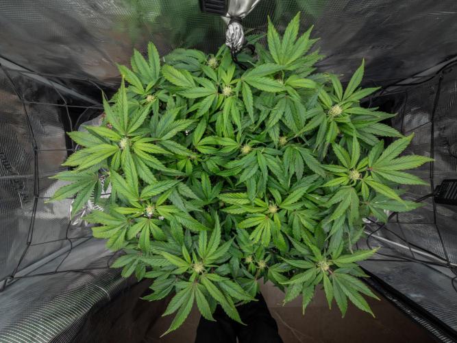 Sundae Thumper. Week 7