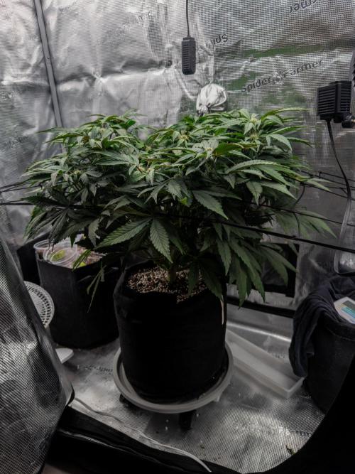 Sundae Thumper. Week 7