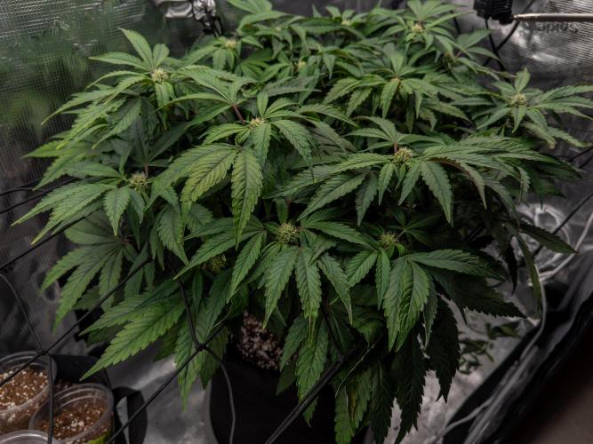 Sundae Thumper. Week 7