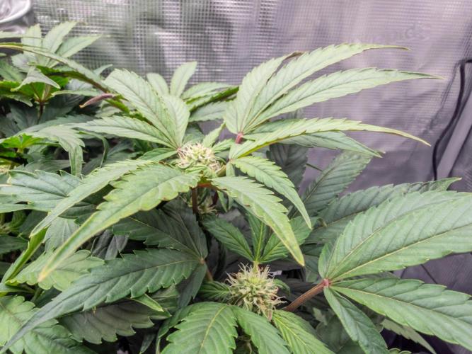 Sundae Thumper. Week 7