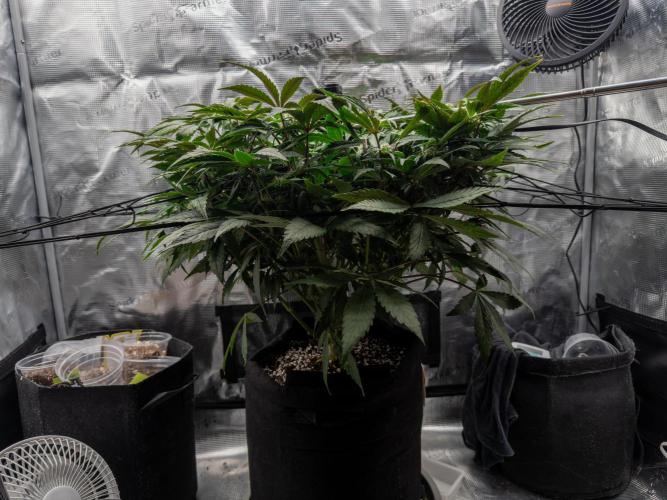 Sundae Thumper. Week 7