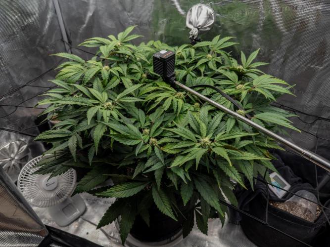Sundae Thumper. Week 7