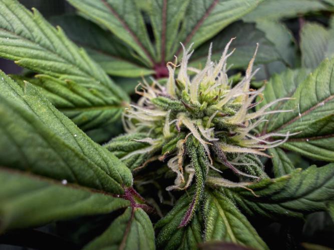 Sundae Thumper. Week 7