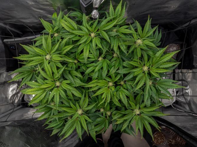 Sundae Thumper. Week 7