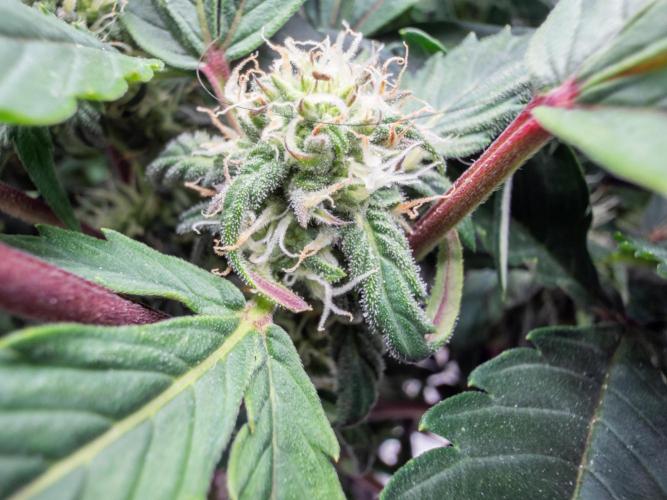 Sundae Thumper. Week 7