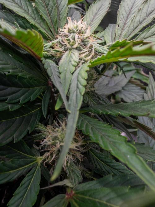 Sundae Thumper. Week 7