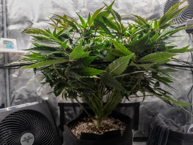 Sundae Thumper. Week 7