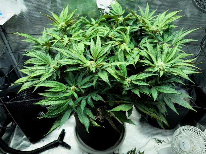 Sundae Thumper. Week 7