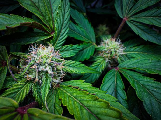 Sundae Thumper. Week 7