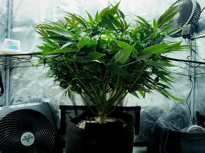 Sundae Thumper. Week 7
