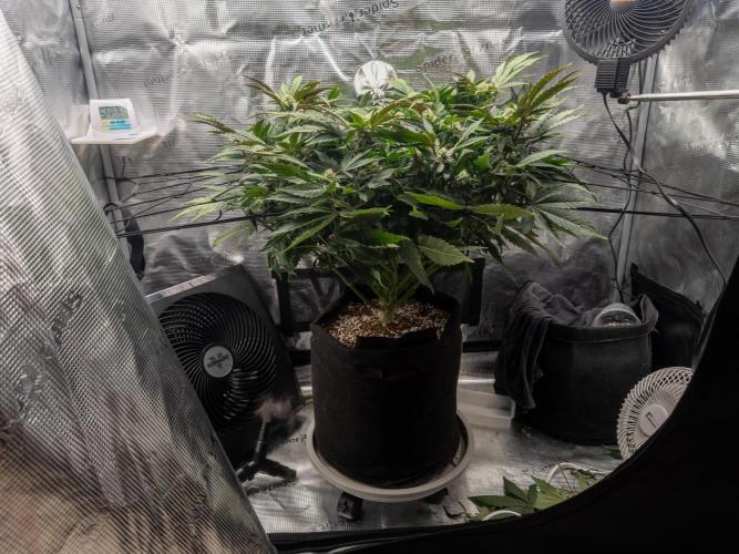 Sundae Thumper. Week 7