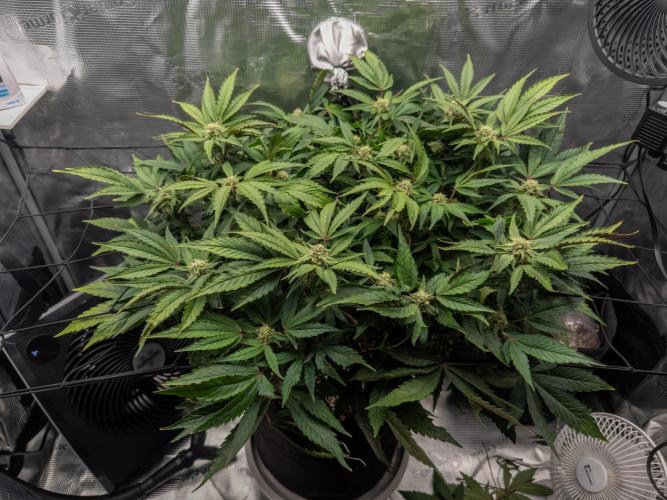 Sundae Thumper. Week 7