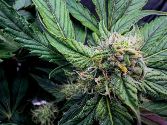 Sundae Thumper. Week 7