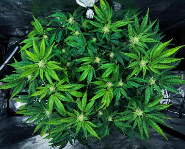 Sundae Thumper. Week 7