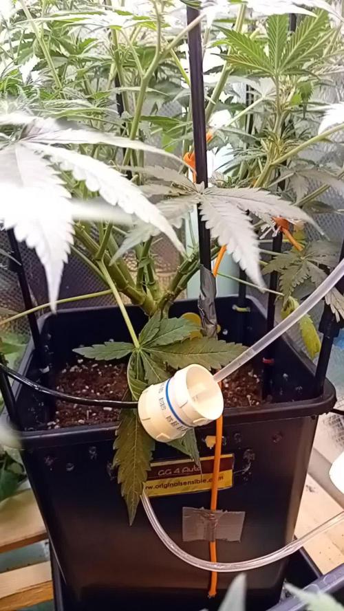 GG4 Auto "OriginalSensible"