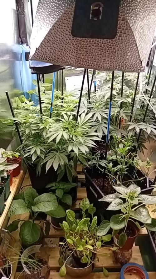 Amnesia XXL - Fem    "LINDA SEEDS"