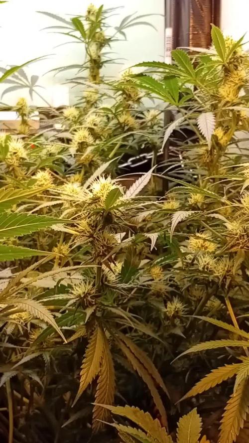 GG4 Auto "OriginalSensible"