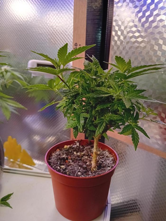 Experiment #1 Heartgrow- unknown seed. Week 9 - Week 9
 