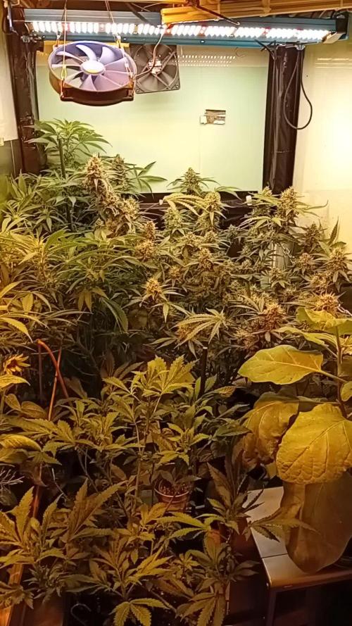 GG4 Auto "OriginalSensible"