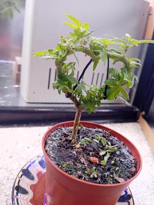 Experiment #1 Heartgrow- unknown seed. Week 10 - Now the two stems are connected. 