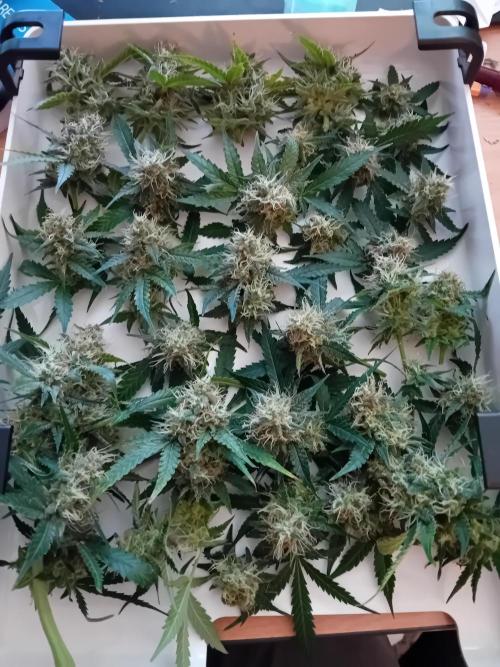 GG4 Auto "OriginalSensible". Week 13