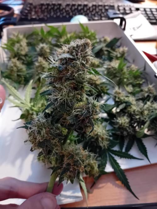 GG4 Auto "OriginalSensible". Week 13