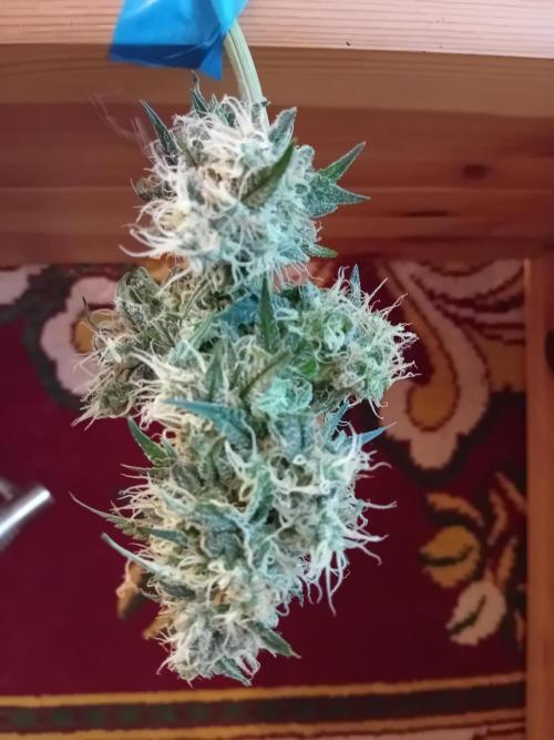 GG4 Auto "OriginalSensible". Week 13