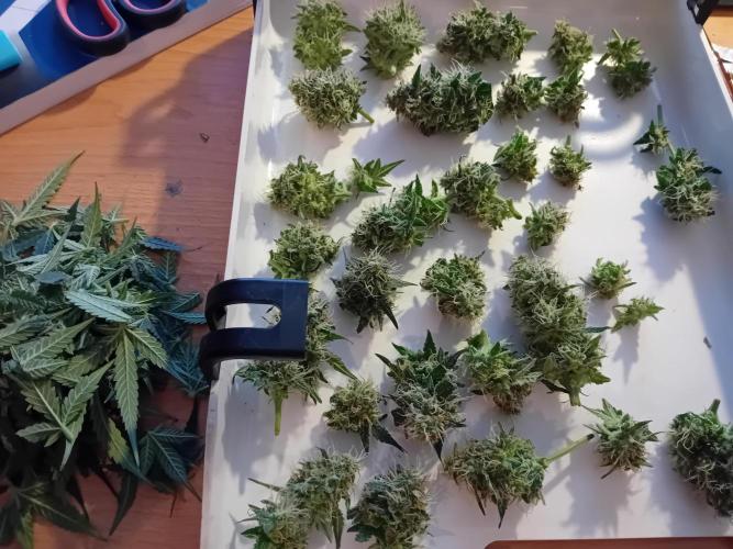 GG4 Auto "OriginalSensible". Week 13