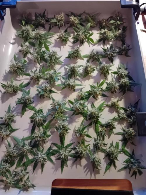 GG4 Auto "OriginalSensible". Week 13