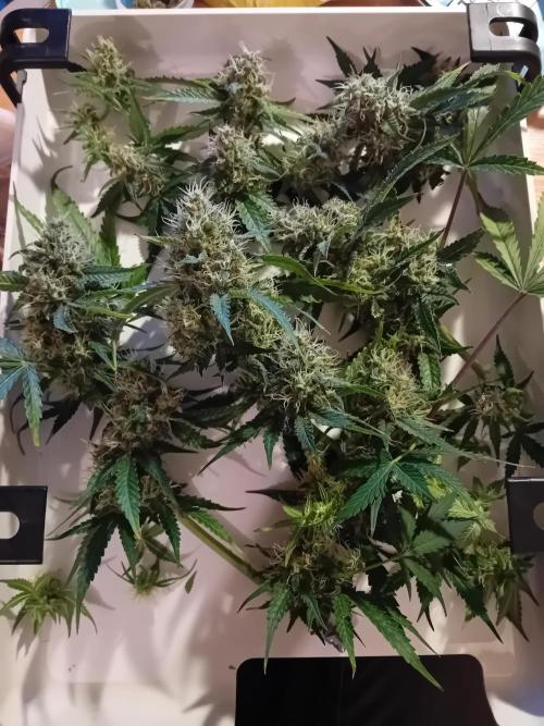 GG4 Auto "OriginalSensible". Week 13