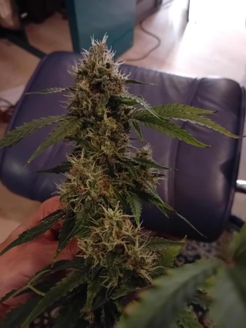 GG4 Auto "OriginalSensible". Week 13