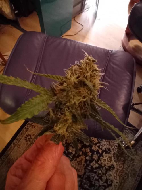 GG4 Auto "OriginalSensible". Week 13