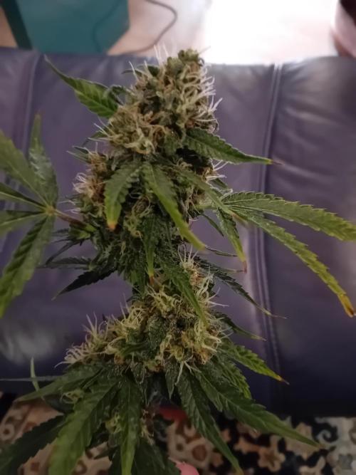 GG4 Auto "OriginalSensible". Week 13